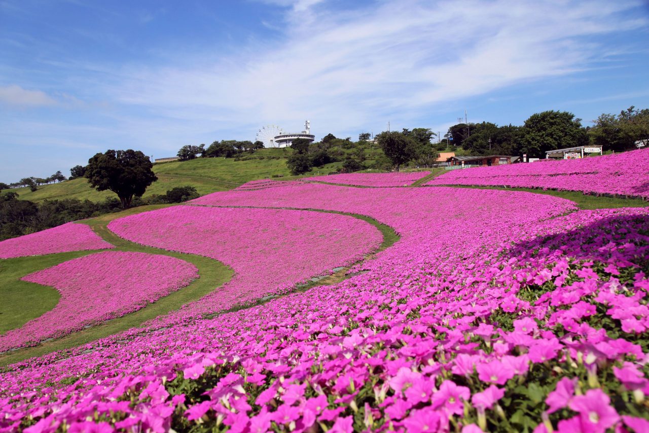 その数なんと2万株 花の谷の絶景広がるマザー牧場は 今ペチュニアの 桃色吐息 が見ごろを迎えています Tabito Japan